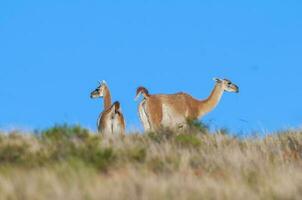 Guanacos in Lihue Calel National Park, La Pampa, Patagonia, Argentina. photo