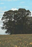 Flowery landscape in vintage color effect photo