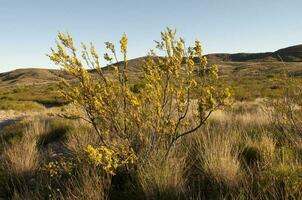 Creosote bush, Lihue Calel National Park, La Pampa, Argentina photo