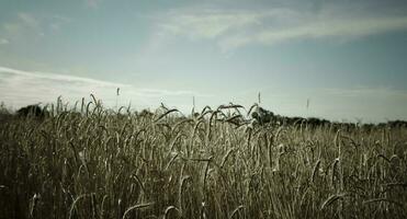 Wheat in vintage color,Pampas,Argentina photo