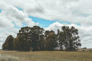 Flowery landscape in vintage color effect photo