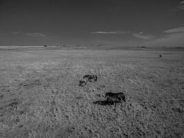 Troop of horses, on the plain, in La Pampa, Argentina photo