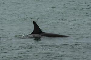 Orcas hunting sea lions, Patagonia , Argentina photo