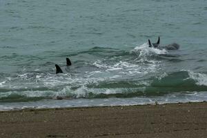 Orcas hunting sea lions, Patagonia , Argentina photo