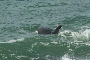 orca Patagonia , argentina foto