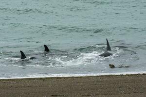 Orca attacking sea lions, Patagonia Argentina photo