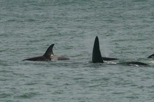 orca Patagonia , argentina foto