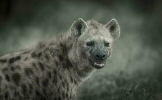 hiena sur África foto