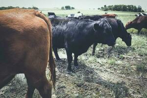 vacas alimentado con césped, buenos aires, argentina foto