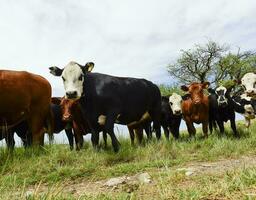 novillos alimentado en pastar, la pampa, argentina foto