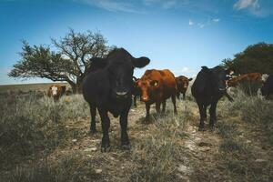 Cows fed with grass, Buenos Aires, Argentina photo