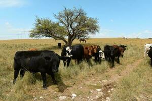 vacas alimentado con césped, buenos aires, argentina foto