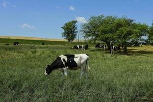 Cows fed with grass, Buenos Aires, Argentina photo