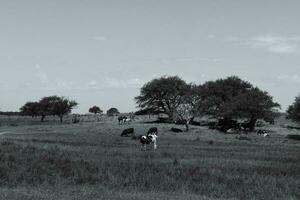 vacas alimentado con césped, buenos aires, argentina foto