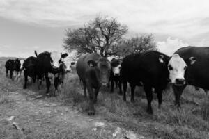 novillos alimentado en pastar, la pampa, argentina foto