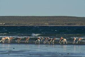 flamencos en paisaje marino, patagonia, argentina foto