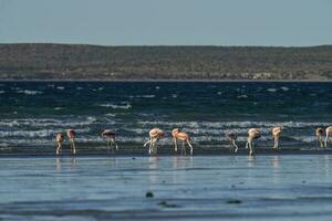 Flamingos in seascape,Patagonia, Argentina photo