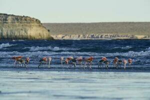 Flamingos feeding on a beach,Peninsula Valdes, Patagonia, Argentina photo