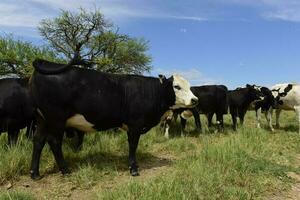 Steers fed on pasture, La Pampa, Argentina photo