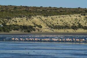 Flamingos feeding on a beach,Peninsula Valdes, Patagonia, Argentina photo