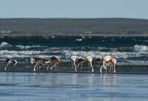 Flamingos feeding on a beach,Peninsula Valdes, Patagonia, Argentina photo