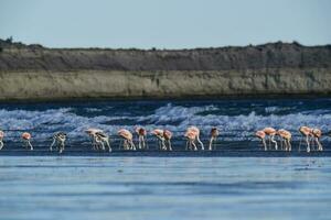 Flamingos feeding on a beach,Peninsula Valdes, Patagonia, Argentina photo