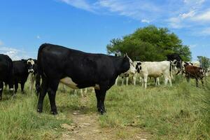 Steers fed on pasture, La Pampa, Argentina photo