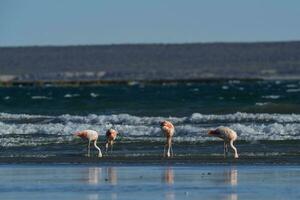 Flamingos in seascape,Patagonia, Argentina photo