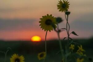 Wild flowers in semi desertic environment, Calden forest, La Pampa Argentina photo