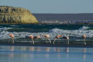 Flamingos in seascape,Patagonia, Argentina photo