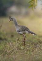 Red legged Seriema, Pantanal , Brazil photo