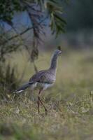 Red legged Seriema, Pantanal , Brazil photo