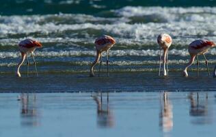 Flamingos in seascape,Patagonia, Argentina photo