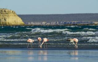 Flamingos in seascape,Patagonia, Argentina photo