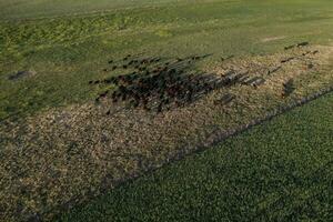 Aerial view of a troop of steers for export, cattle raised with natural pastures in the Argentine countryside. photo