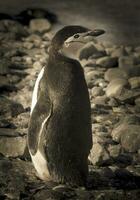 Correa de la barbilla pingüino, paulet isla, antártida, científico nombre,pygoscelis antártida foto