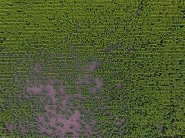 Sunflower cultivation, Aerial view, in pampas region, Argentina photo