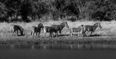 Herd of zebras in the African savannah photo