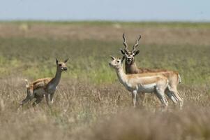 Blackbuck Antelope in Pampas plain environment, La Pampa province, Argentina photo