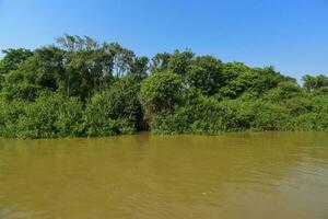 Pantanal forest ecosystem, Mato Grosso, Brazil photo