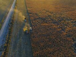 sorgo cosecha, en la pampa, argentina foto