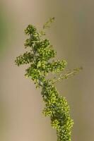planta en semi desértico ambiente, caldén bosque, la pampa argentina foto