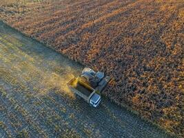 sorgo cosecha, en la pampa, argentina foto