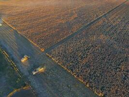 sorgo cosecha, en la pampa, argentina foto