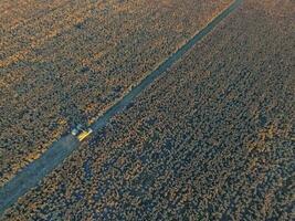 sorgo cosecha, en la pampa, argentina foto