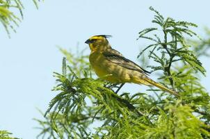 amarillo cardenal, gobernadora cresta, en peligro de extinción especies en la pampa, argentina foto