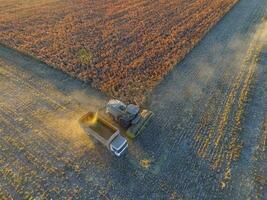 sorgo cosecha, en la pampa, argentina foto