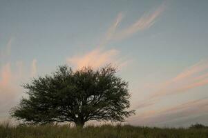 Pampas grass landscape, La Pampa province, Patagonia, Argentina. photo