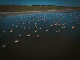 Flamingos in patagonia , Aerial View photo