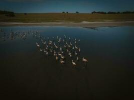 Flamingos in patagonia , Aerial View photo